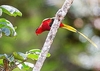 West Papuan lorikeet (Charmosyna papou)