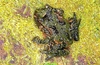 Hochstetter's frog (Leiopelma hochstetteri)