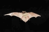 Parti-coloured bat (Vespertilio murinus)