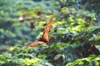 Giant golden-crowned flying fox  (Acerodon jubatus)