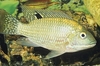 Redbelly tilapia (Coptodon zillii)