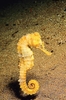 Spotted seahorse (Hippocampus kuda)