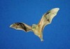 Bonin flying fox (Pteropus pselaphon)