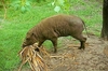 Moluccan babirusa (Babyrousa babyrussa)