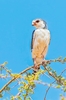 African pygmy falcon (Polihierax semitorquatus)