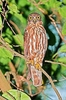 Northern boobook owl (Ninox japonica)