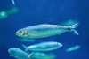 European pilchard (Sardina pilchardus)