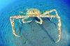 Japanese spider crab (Macrocheira kaempferi)