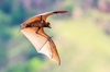 Sunda flying fox (Acerodon mackloti)