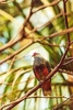 Mariana fruit dove (Ptilinopus roseicapilla)