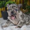 French Bulldog puppies-WHATSAPP:+4368120926227