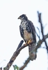 Black sparrowhawk (Astur melanoleucus)