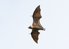 Pelew flying fox (Pteropus pelewensis)