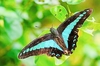 Blue triangle (Graphium sarpedon)