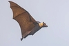 Samoan flying fox (Pteropus samoensis)