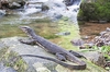 Marbled water monitor (Varanus marmoratus)