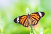 Common tiger butterfly (Danaus genutia)