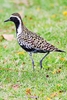 Pacific golden plover (Pluvialis fulva)