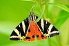 Jersey tiger moth (Euplagia quadripunctaria)