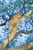 Northern common cuscus (Phalanger orientalis)