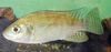 Nile tilapia (Oreochromis niloticus)