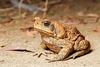 Cane toad (Rhinella marina)