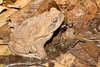 Cane toad (Rhinella marina)