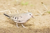 Common ground dove (Columbina passerina)