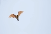 Straw-coloured fruit bat (Eidolon helvum)