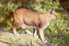 African golden cat (Felis aurata)