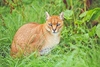 African golden cat (Felis aurata)