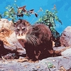 Otter civet (Cynogale bennettii)