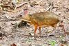 Lesser mousedeer (Tragulus kanchil)