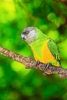 Senegal parrot (Poicephalus senegalus)