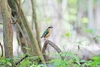 African pitta (Pitta angolensis)