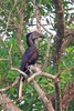 Yellow-casqued hornbill (Ceratogymna elata)