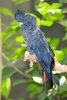 Red-tailed black cockatoo (Calyptorhynchus banksii)