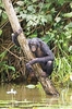 Pygmy chimpanzee (Pan paniscus)