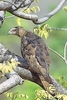 Crested honey buzzard (Pernis ptilorhynchus)