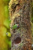 Red-breasted pygmy parrot (Micropsitta bruijnii)