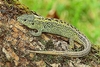 Sand lizard (Lacerta agilis)