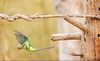 Grey-headed parakeet (Psittacula finschii)