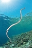 Black-banded sea krait (Laticauda semifasciata)