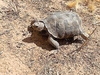 Sonoran desert tortoise (Gopherus morafkai)