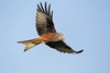 Red kite (Milvus milvus)