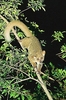 Brown greater galago (Otolemur crassicaudatus)