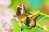 Jamaican giant swallowtail (Papilio homerus)