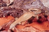 Ridge-tailed monitor (Varanus acanthurus)