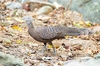 Malayan peacock-pheasant (Polyplectron malacense)