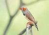 Australian zebra finch (Taeniopygia castanotis)